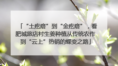 “土疙瘩”到“金疙瘩”，看肥城旅店村生姜种植从传统农作到“云上”热销的蝶变之路