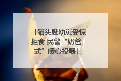 猫头鹰幼崽受惊拒食 民警“奶爸式”暖心投喂