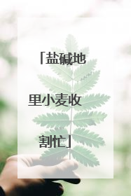 盐碱地里小麦收割忙