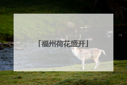 福州荷花盛开