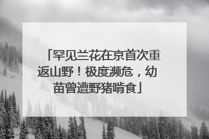 罕见兰花在京首次重返山野！极度濒危，幼苗曾遭野猪啃食