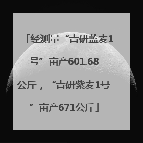 经测量“青研蓝麦1号”亩产601.68公斤，“青研紫麦1号”亩产671公斤