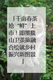 千亩春茶抢“鲜”上市！即墨鳌山卫茶旅融合绘就乡村振兴新图景