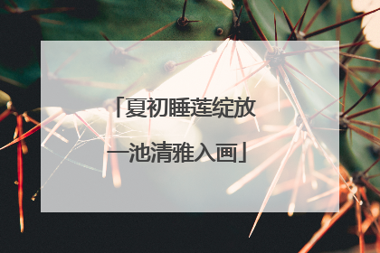 夏初睡莲绽放 一池清雅入画