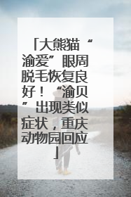 大熊猫“渝爱”眼周脱毛恢复良好！“渝贝”出现类似症状，重庆动物园回应