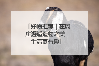 好物推荐｜在周庄邂逅造物之美 生活更有趣