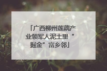广西柳州莲藕产业领军人泥土里“掘金”富乡邻
