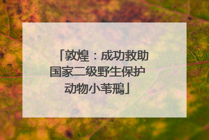 敦煌：成功救助国家二级野生保护动物小苇鳽