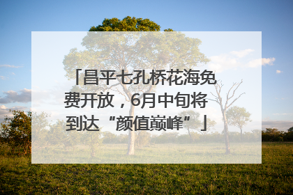 昌平七孔桥花海免费开放，6月中旬将到达“颜值巅峰”