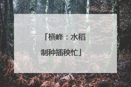横峰：水稻制种插秧忙