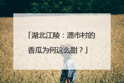湖北江陵：潘市村的香瓜为何这么甜？