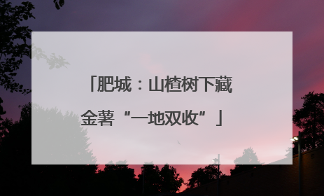 肥城：山楂树下藏金薯“一地双收”
