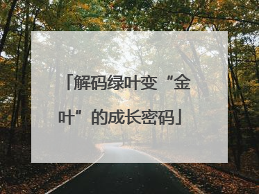 解码绿叶变“金叶”的成长密码