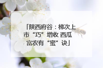 陕西府谷：梯次上市“巧”增收 西瓜富农有“蜜”诀