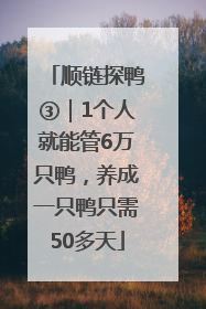 顺链探鸭③｜1个人就能管6万只鸭，养成一只鸭只需50多天
