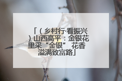 （乡村行·看振兴）山西高平：金银花里采“金银” 花香溢满致富路